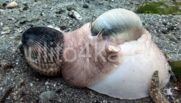 Лунная улитка (Moon Snail, улитка Луна, Натика) — описание, питание, размножение