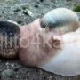 Лунная улитка (Moon Snail, улитка Луна, Натика) — описание, питание, размножение