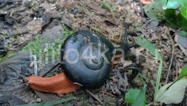 Platymma tweediei (огненная улитка, Fire Snail, огненная хемиплекта, черно красная улитка)