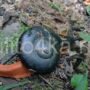 Platymma tweediei (огненная улитка, Fire Snail, огненная хемиплекта, черно красная улитка)