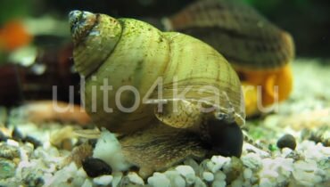 Улитка зеленая торпеда (Cipangopaludina lecythoides) — описание, содержание, размножение