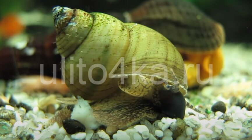 Улитка зеленая торпеда (Cipangopaludina lecythoides) — описание, содержание, размножение